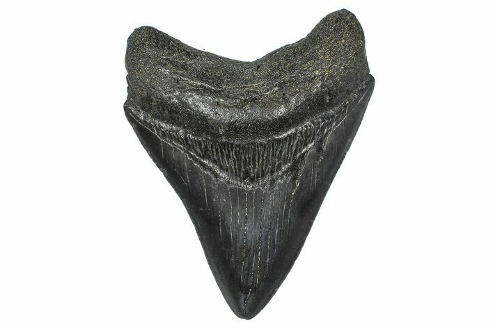 Fossil Megalodon Tooth - South Carolina #346184